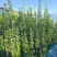 北海道专注栽培10年，样像好，成活高，原产地一手货源，