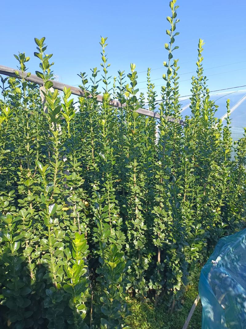 北海道专注栽培10年，样像好，成活高，原产地一手货源，