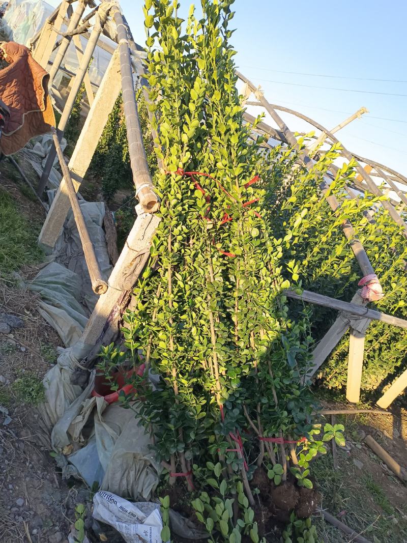北海道专注栽培10年，样像好，成活高，原产地一手货源，
