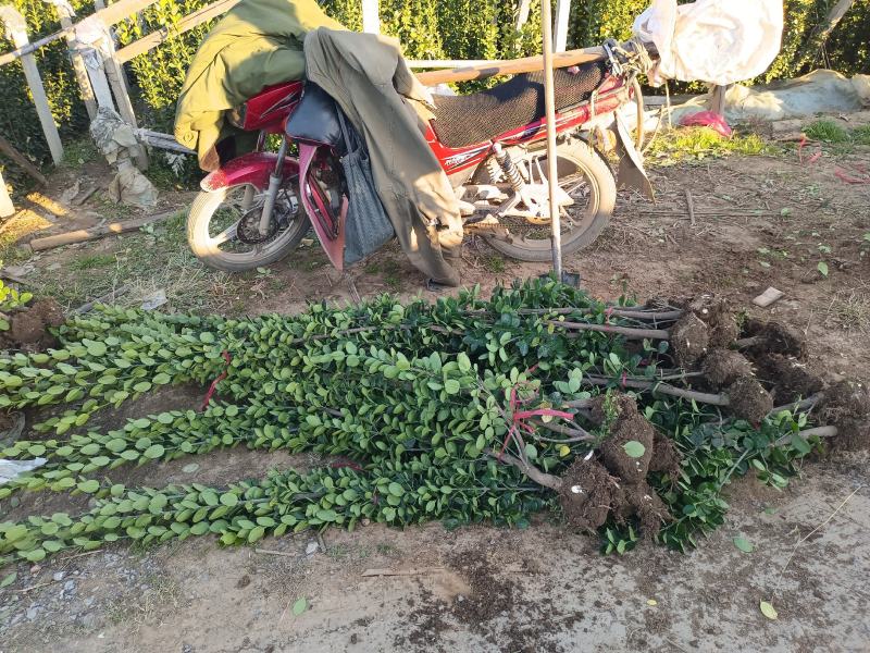 北海道专注栽培10年，样像好，成活高，原产地一手货源，
