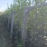 北海道专注栽培10年，样像好，成活高，原产地一手货源，欢
