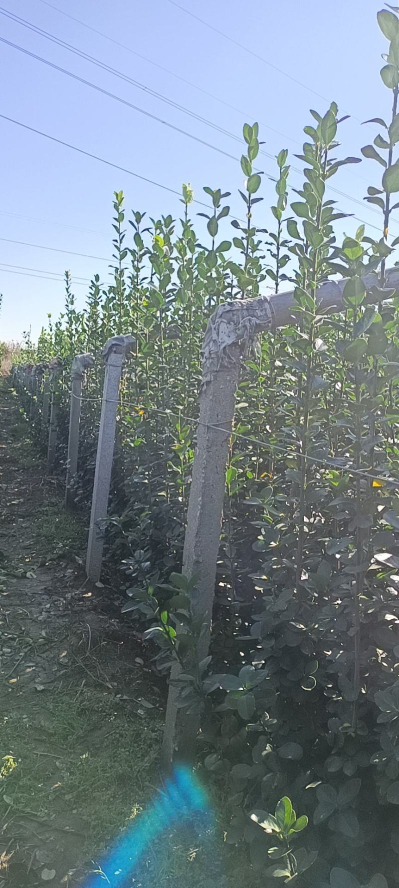 北海道专注栽培10年，样像好，成活高，原产地一手货源，欢