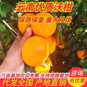 沃柑云南沃柑【果面干净肉多味甜】柑桔水果上市