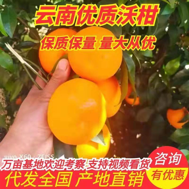 沃柑云南沃柑【果面干净肉多味甜】柑桔水果上市