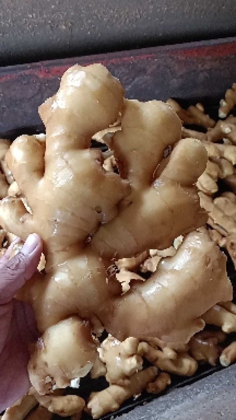 [生姜]山东大黄姜常年供应销售，全国发货坏烂包赔