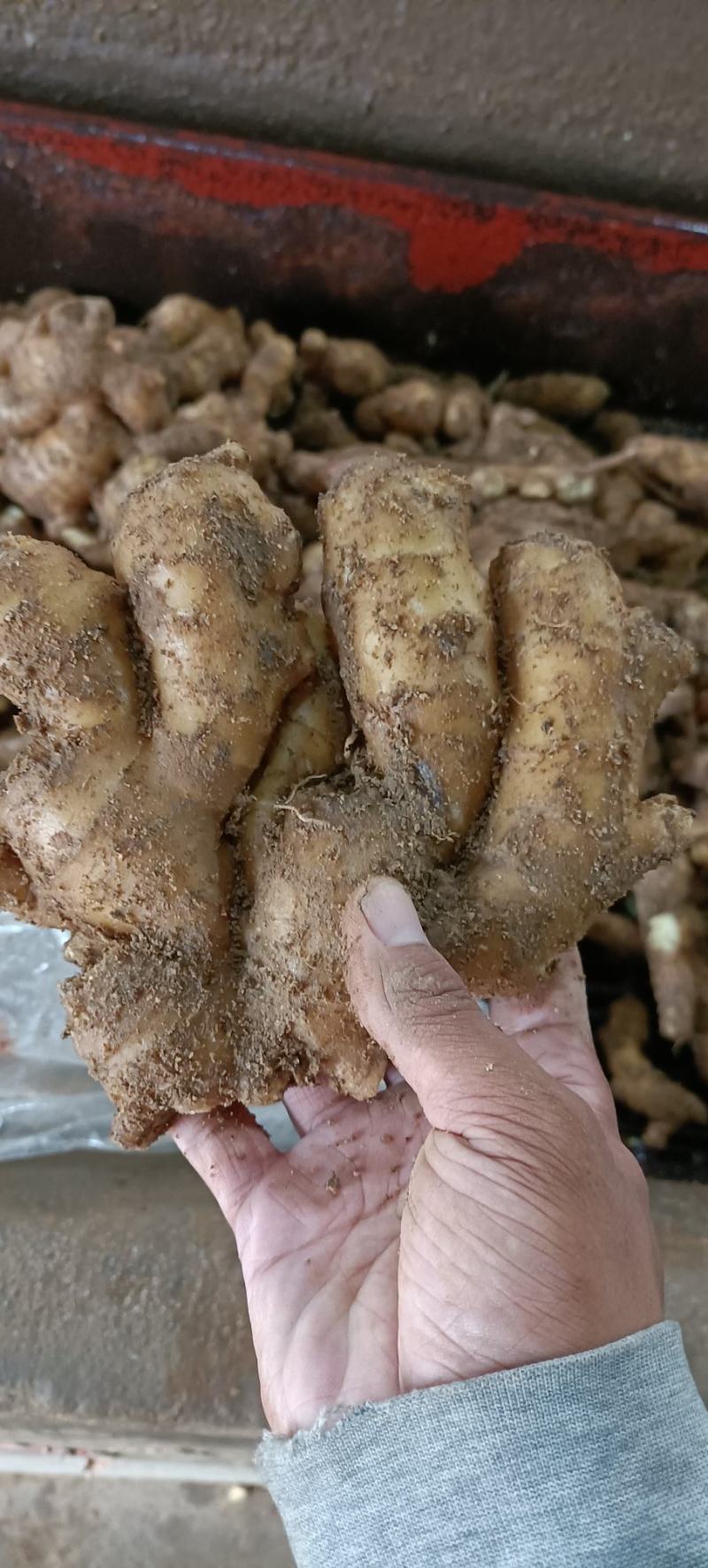 [生姜]山东大黄姜常年供应销售，全国发货坏烂包赔