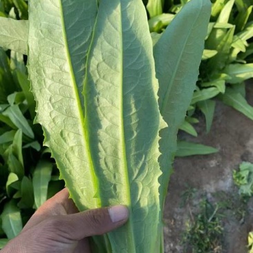 油麦菜大量有货，需要的抓紧联系一下