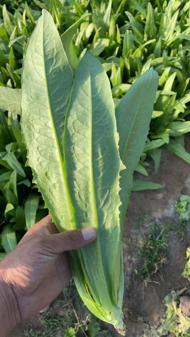 油麦菜大量有货，需要的抓紧联系一下