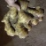 [生姜]山东大黄姜常年供应销售，全国发货坏烂包赔