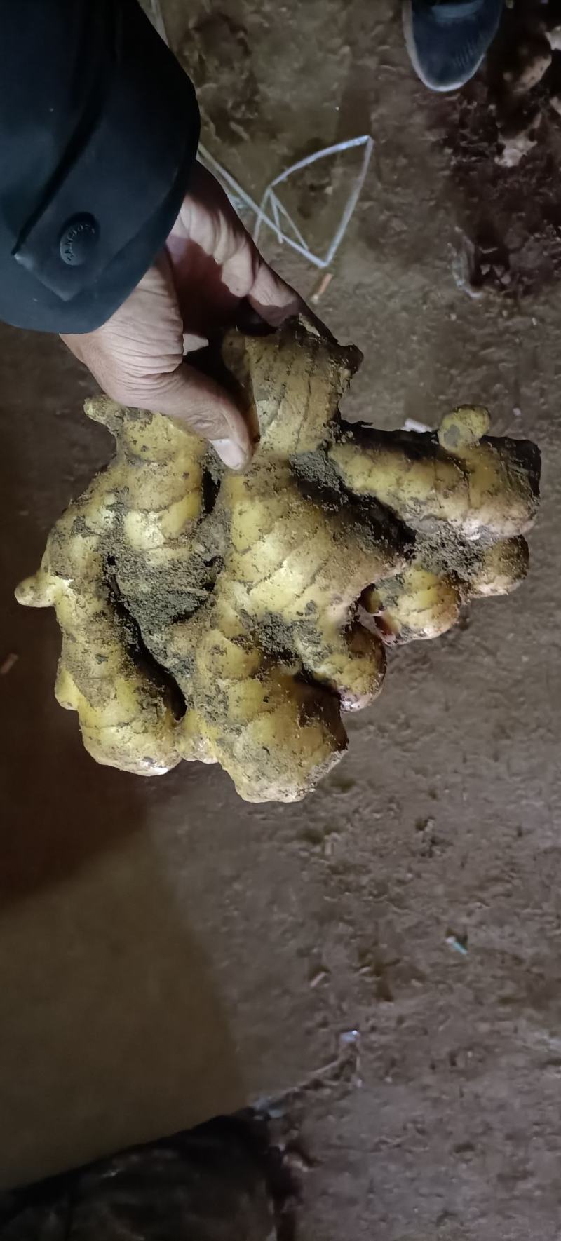 [生姜]山东大黄姜常年供应销售，全国发货坏烂包赔