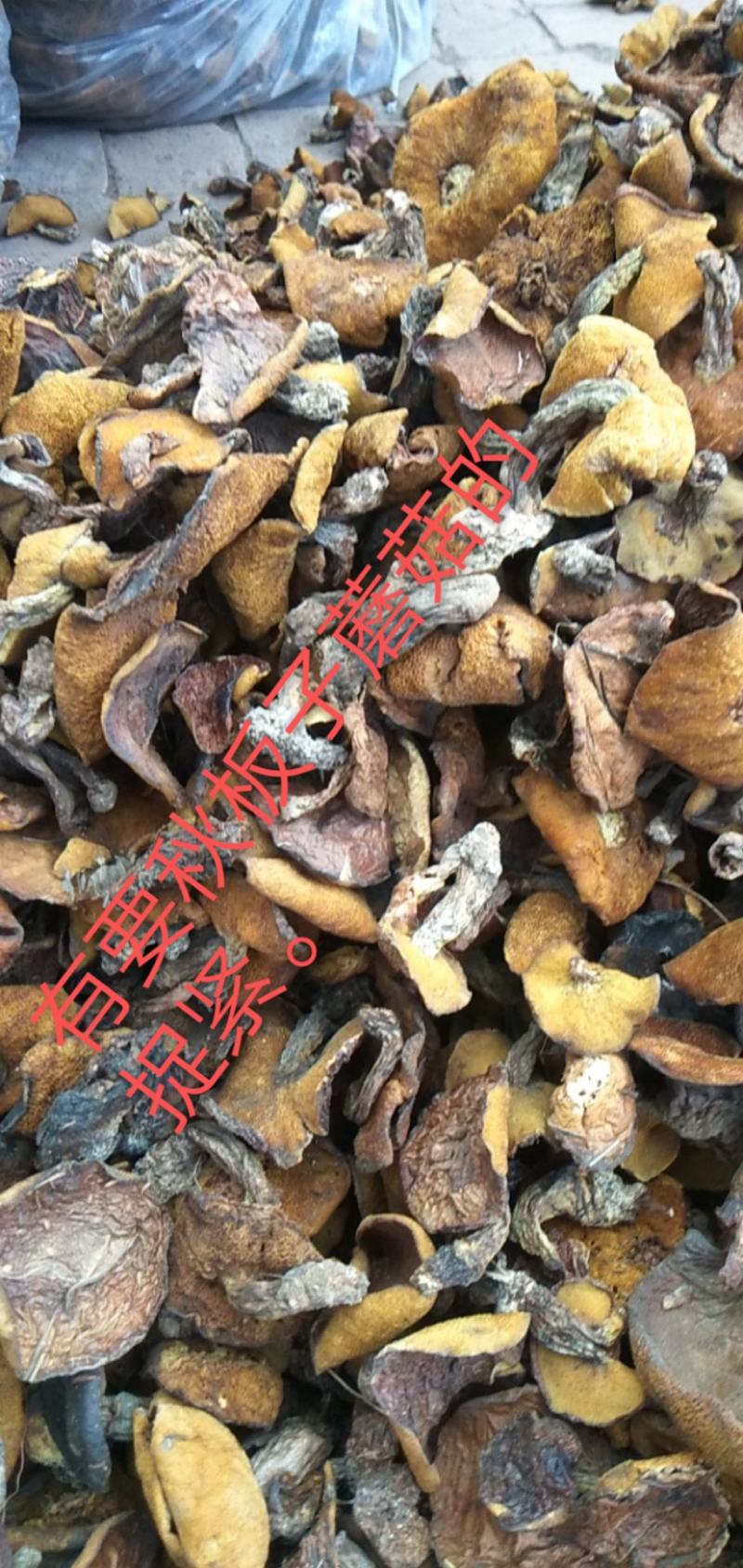 纯野生松蘑