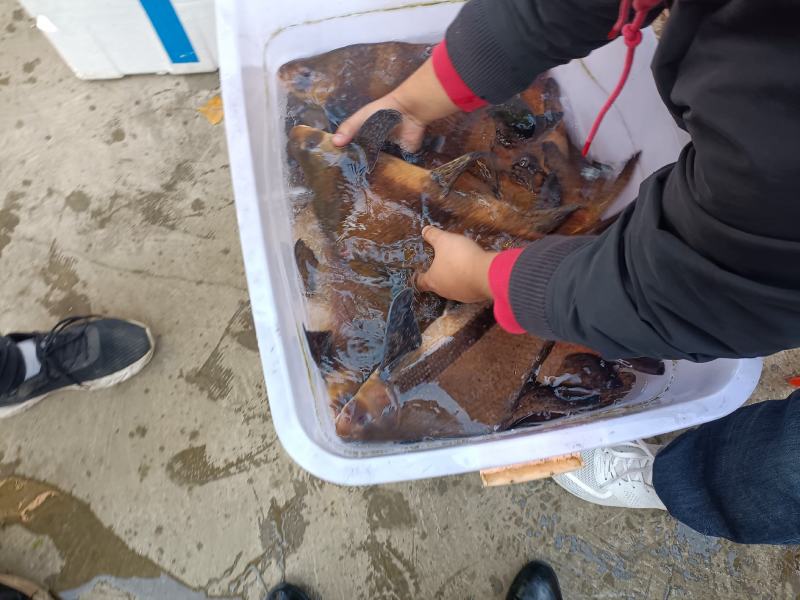 胭脂鱼美人一帆风顺鱼场直销鱼苗成鱼全国发货。