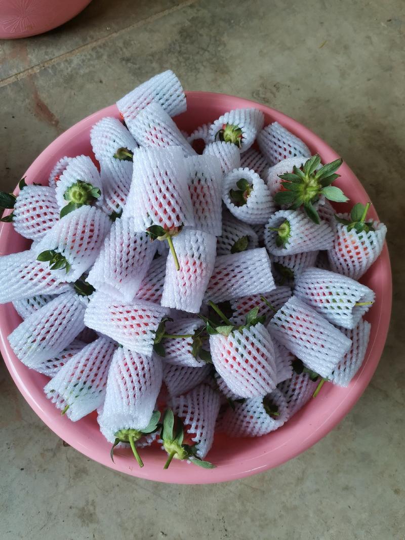 露天种植草莓（黔莓1号），价格便宜，量大从优，接受预定