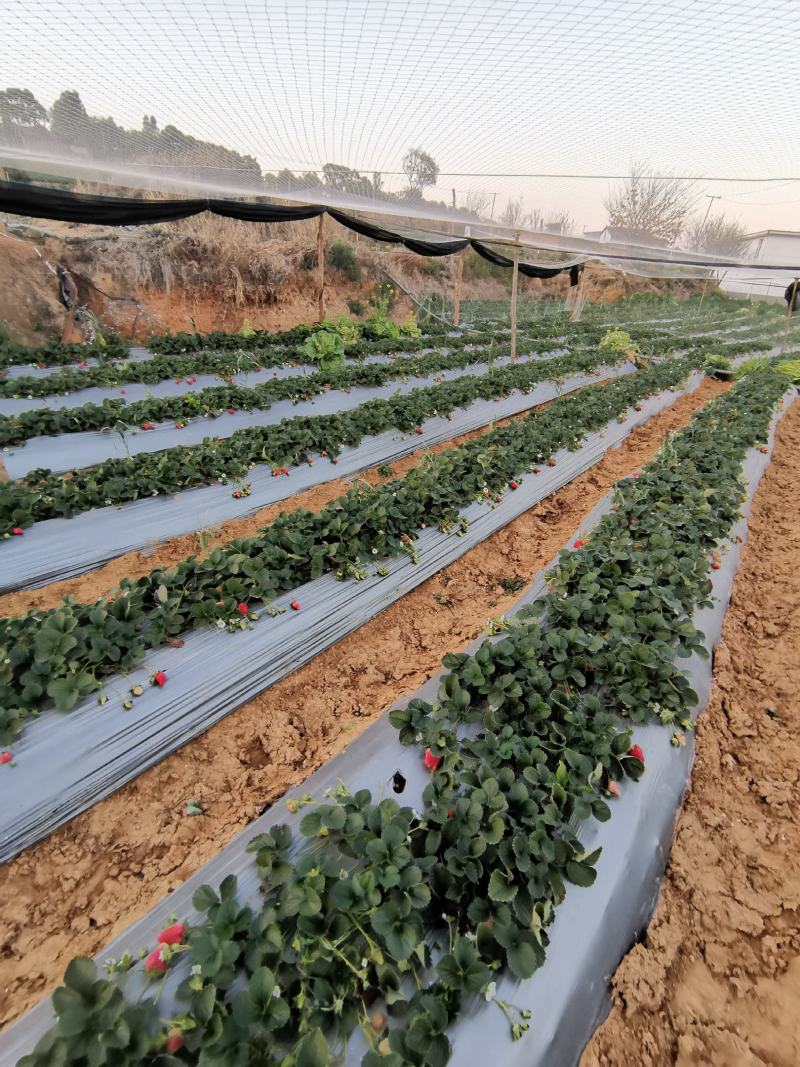 露天种植草莓（黔莓1号），价格便宜，量大从优，接受预定