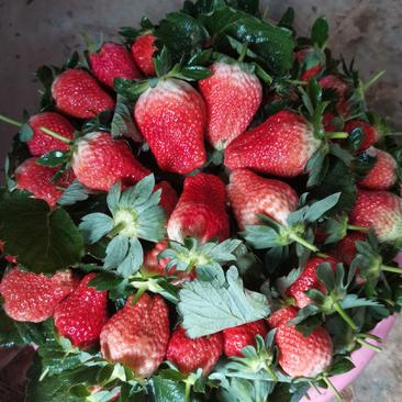露天种植草莓（黔莓1号），价格便宜，量大从优，接受预定