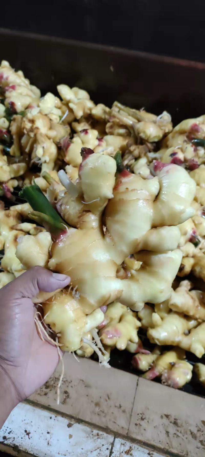 山东生鲜姜大黄姜大量销售，代存代销，品种保证，价格便宜