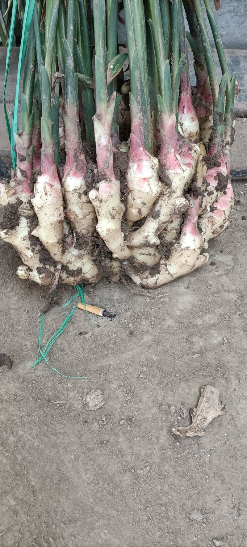 山东生鲜姜大黄姜大量销售，代存代销，品种保证，价格便宜
