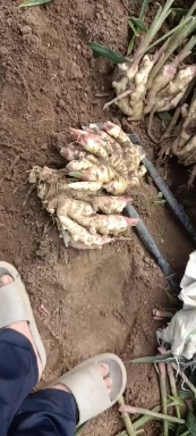 山东生鲜姜大黄姜大量销售，代存代销，品种保证，价格便宜