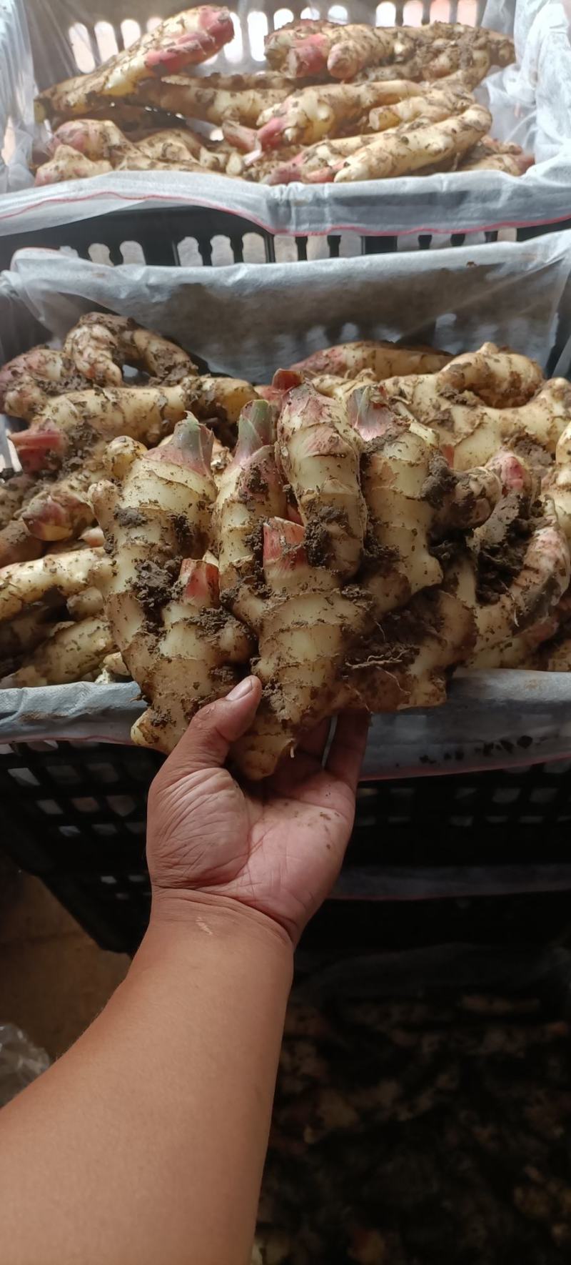 山东生鲜姜大黄姜大量销售，代存代销，品种保证，价格便宜