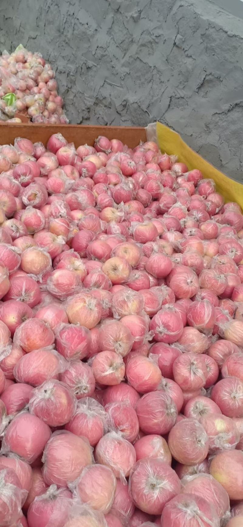 山东精品红富士苹果产地直供货源充足质量好口感脆甜
