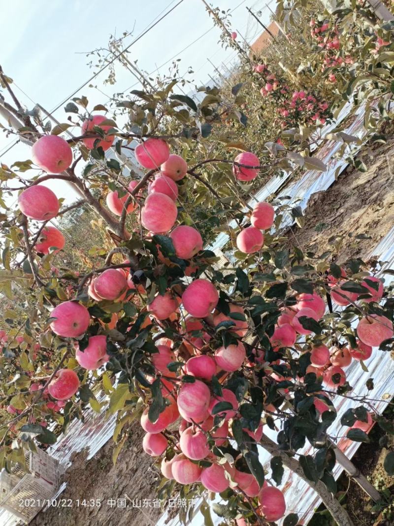山东精品红富士苹果产地直供货源充足质量好口感脆甜
