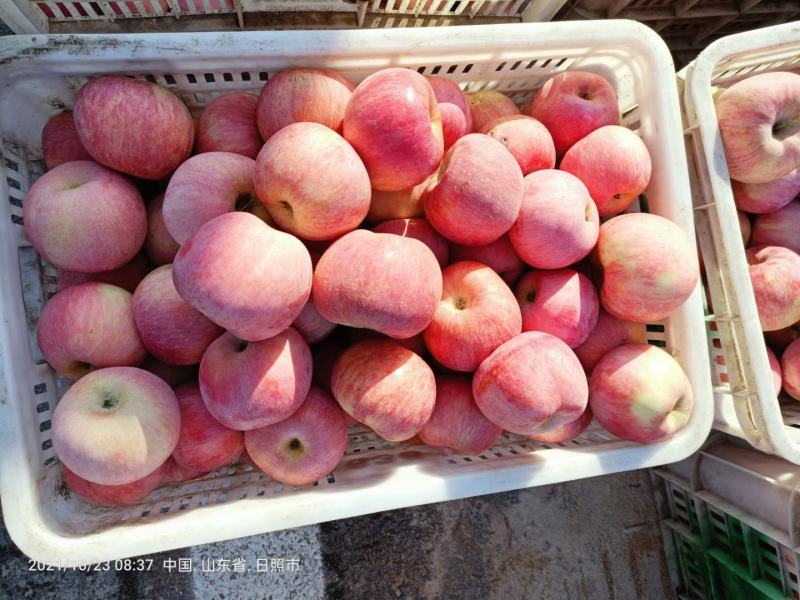 山东精品红富士苹果产地直供货源充足质量好口感脆甜