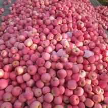 山东精品红富士苹果产地直供货源充足质量好口感脆甜