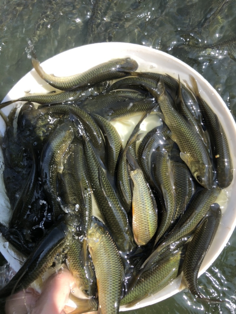 大小规格鲩鱼苗草鱼苗淡水鱼苗四大家鱼