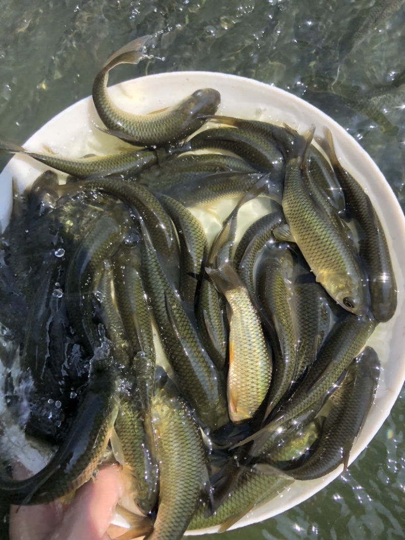 大小规格鲩鱼苗草鱼苗淡水鱼苗四大家鱼