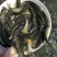 大小规格鲩鱼苗草鱼苗淡水鱼苗四大家鱼