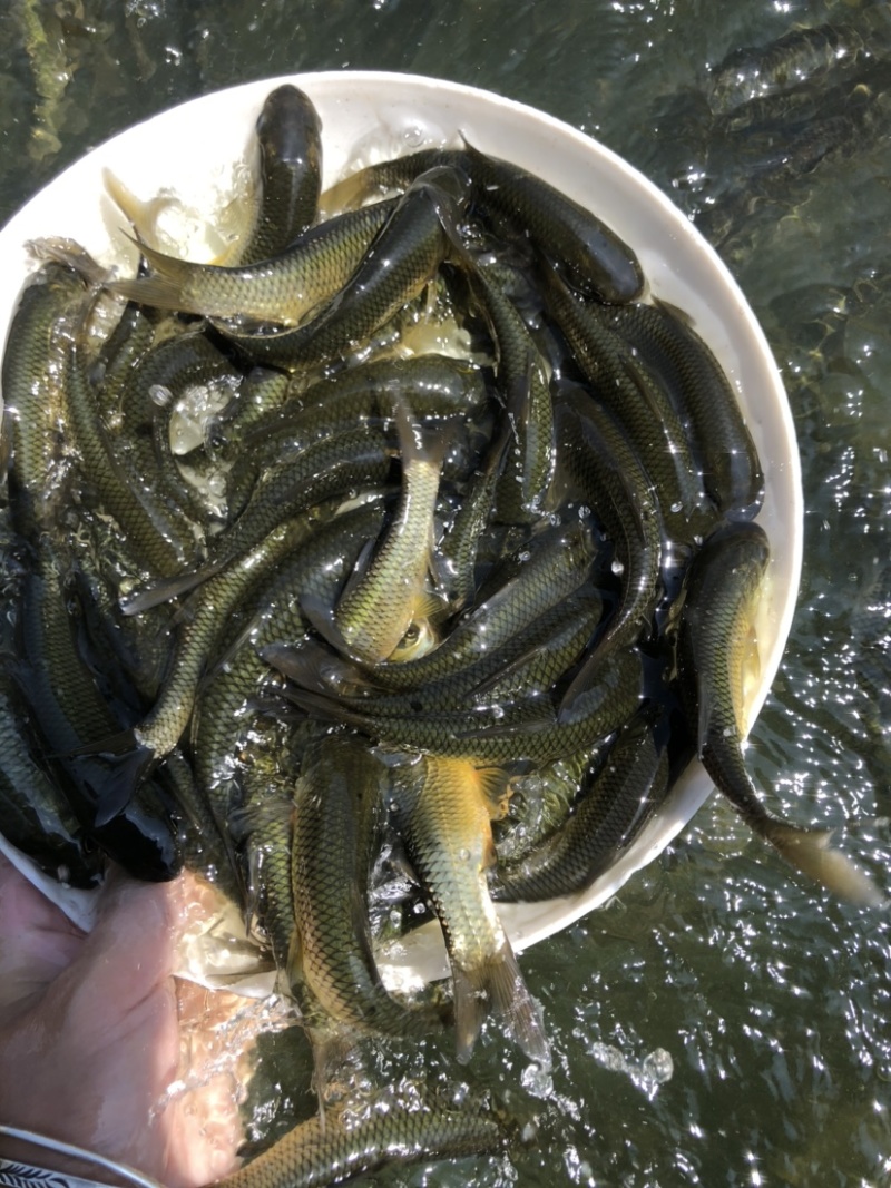 大小规格鲩鱼苗草鱼苗淡水鱼苗四大家鱼