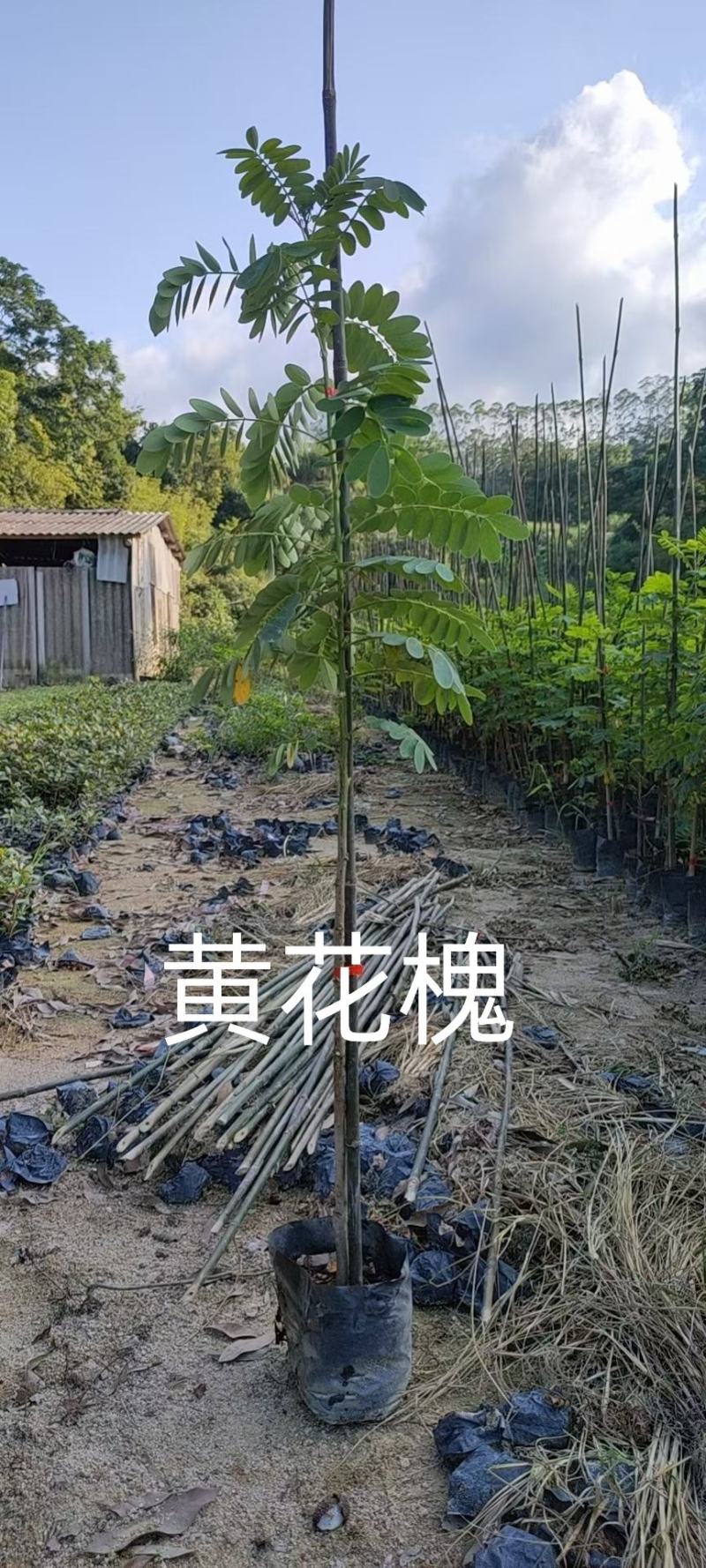 黄花槐