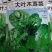大叶木耳菜种子，500克，叶片肥厚，耐抽苔。株高约14.