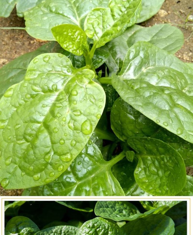 大叶木耳菜种子，500克，叶片肥厚，耐抽苔。株高约14.