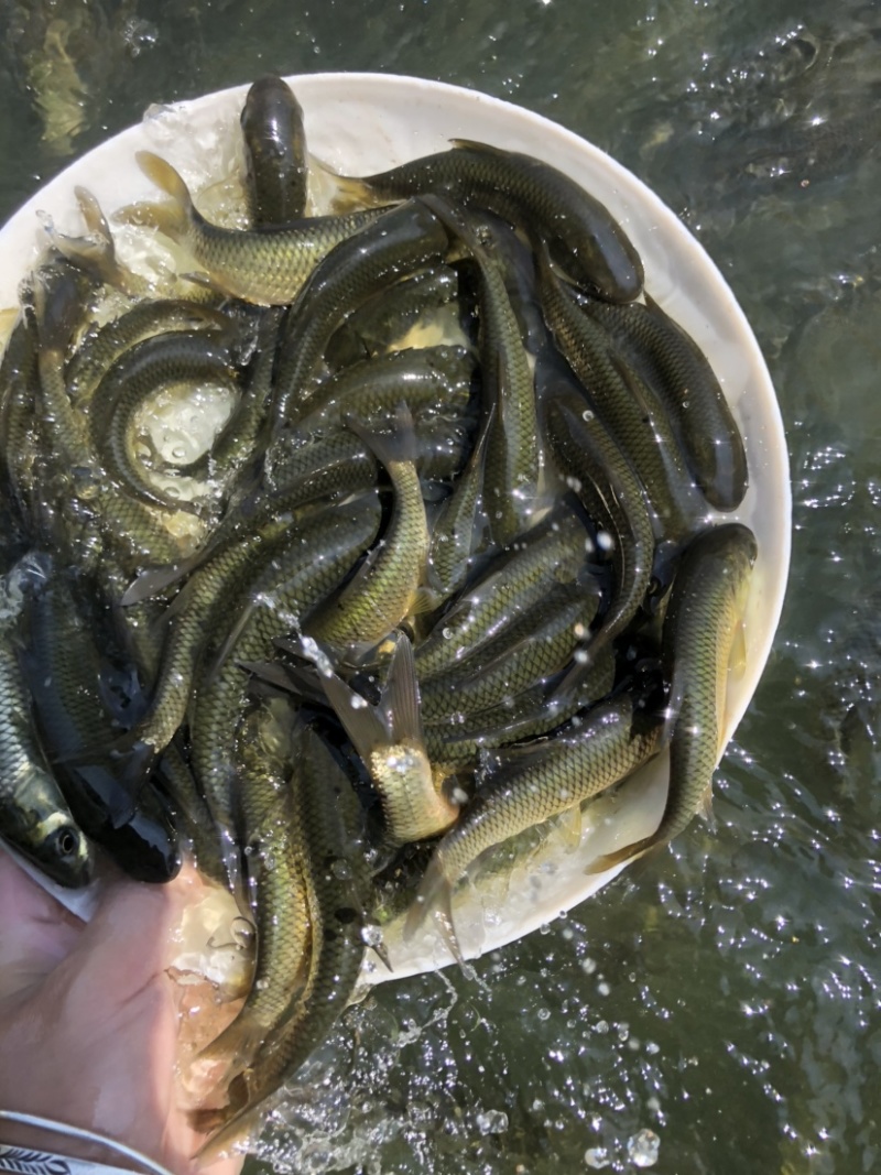 鲩鱼苗草鱼苗四大家鱼