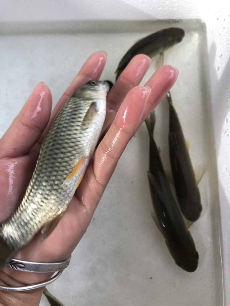 鲩鱼苗草鱼苗四大家鱼