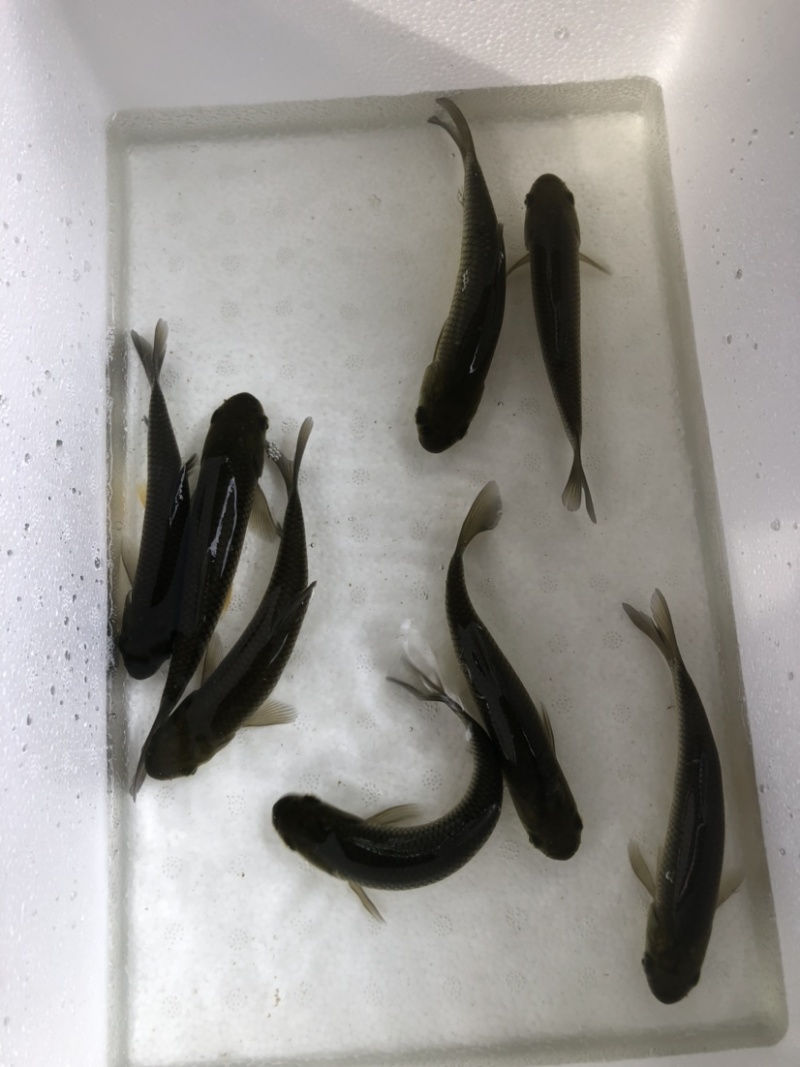 鲩鱼苗草鱼苗四大家鱼
