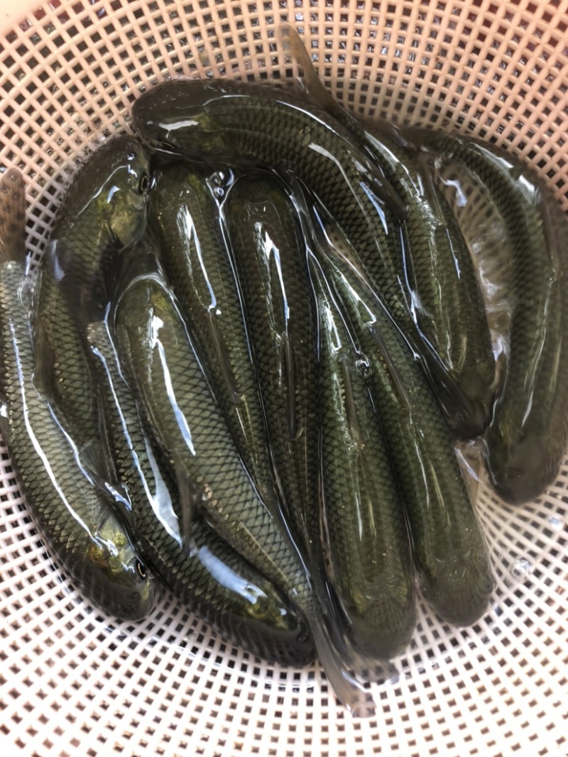鲩鱼苗草鱼苗四大家鱼