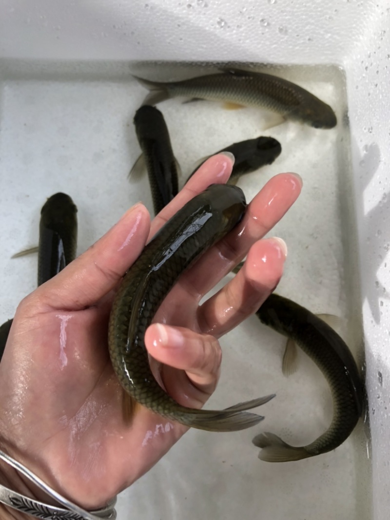 鲩鱼苗草鱼苗四大家鱼
