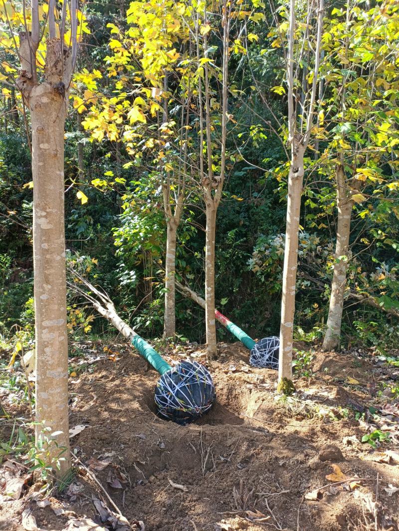 自销马褂木树10一20公分的各种规格基地供应