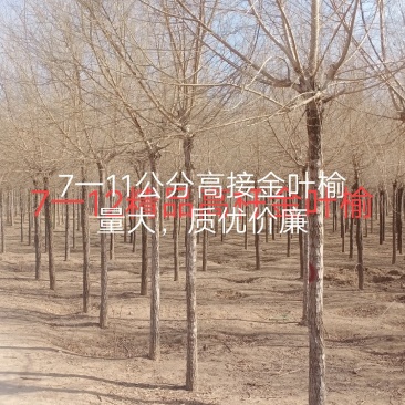 高接金叶榆