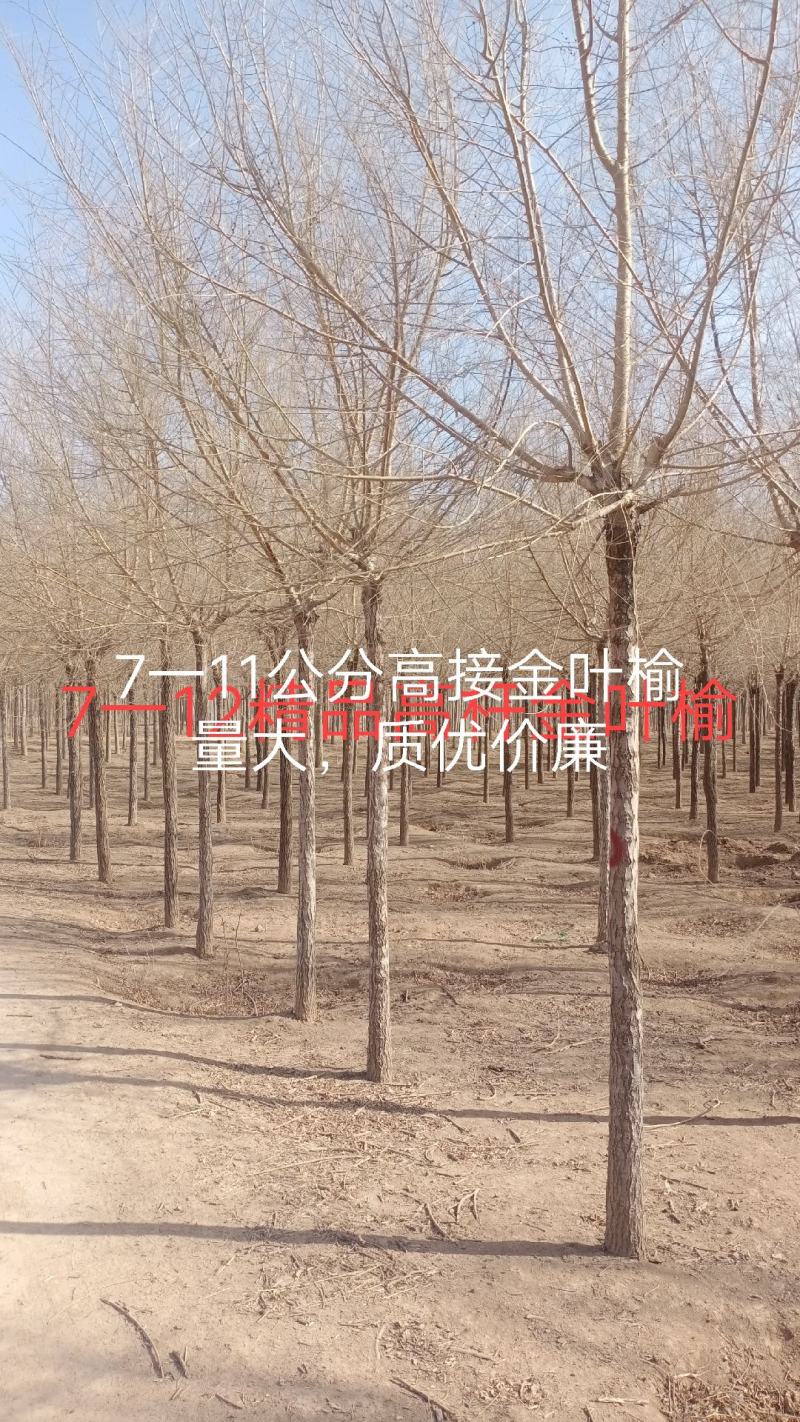 高接金叶榆