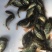 海南一号罗非鱼苗脆肉罗非鱼快大非洲鲫