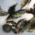 海南一号罗非鱼苗脆肉罗非鱼快大非洲鲫