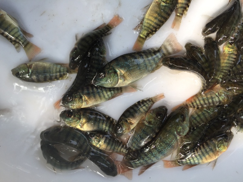 海南一号罗非鱼苗脆肉罗非鱼快大非洲鲫