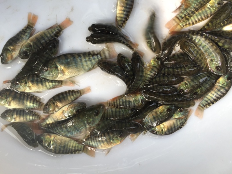 海南一号罗非鱼苗脆肉罗非鱼快大非洲鲫