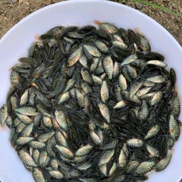 海南一号罗非鱼苗脆肉罗非鱼快大非洲鲫