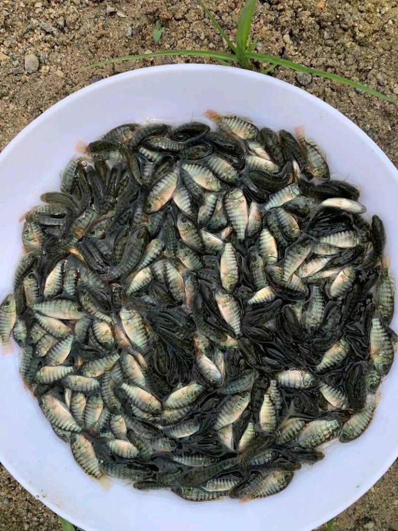 海南一号罗非鱼苗脆肉罗非鱼快大非洲鲫