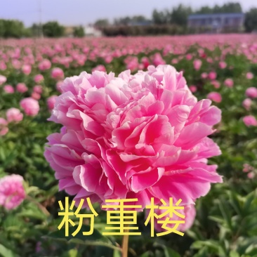 菏泽正宗观赏芍药～粉重楼/少女装/晴雯/包对版/包邮