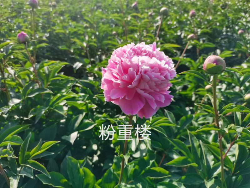 菏泽正宗观赏芍药～粉重楼/少女装/晴雯/包对版/包邮